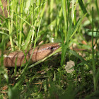 Slow worm