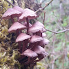 Bleeding Mycena