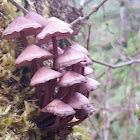 Bleeding Mycena