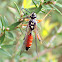 Male wasp