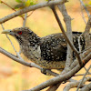 Asian koel- Female