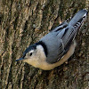 White-breasted Nuthatch