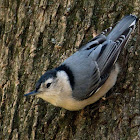 White-breasted Nuthatch