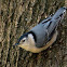 White-breasted Nuthatch