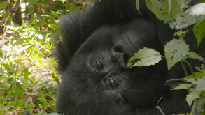 Best of Virunga's Mountain Gorillas thumbnail