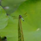 Blue Dasher Dragonfly