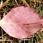 unknown leaf