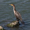 Double-Crested Cormorant