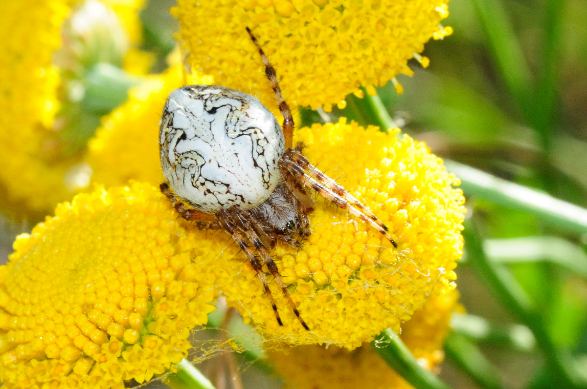 Oak Spider