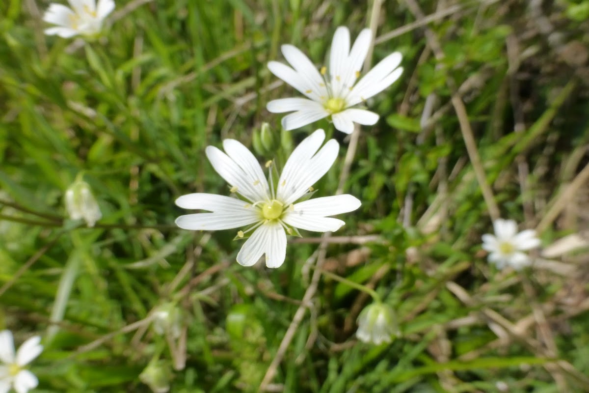 Common mouse-ear