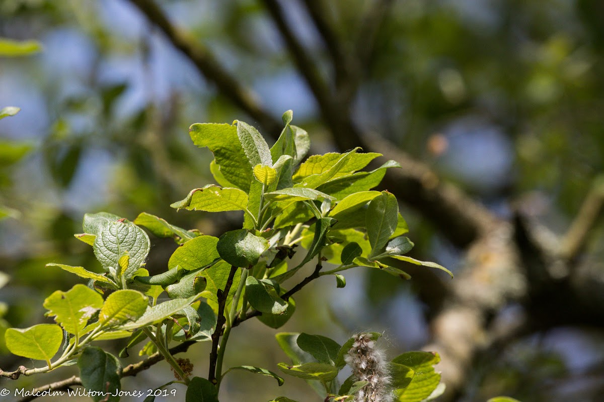 Grey Willow