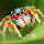 Jumping spider animal HD new wallpaper theme