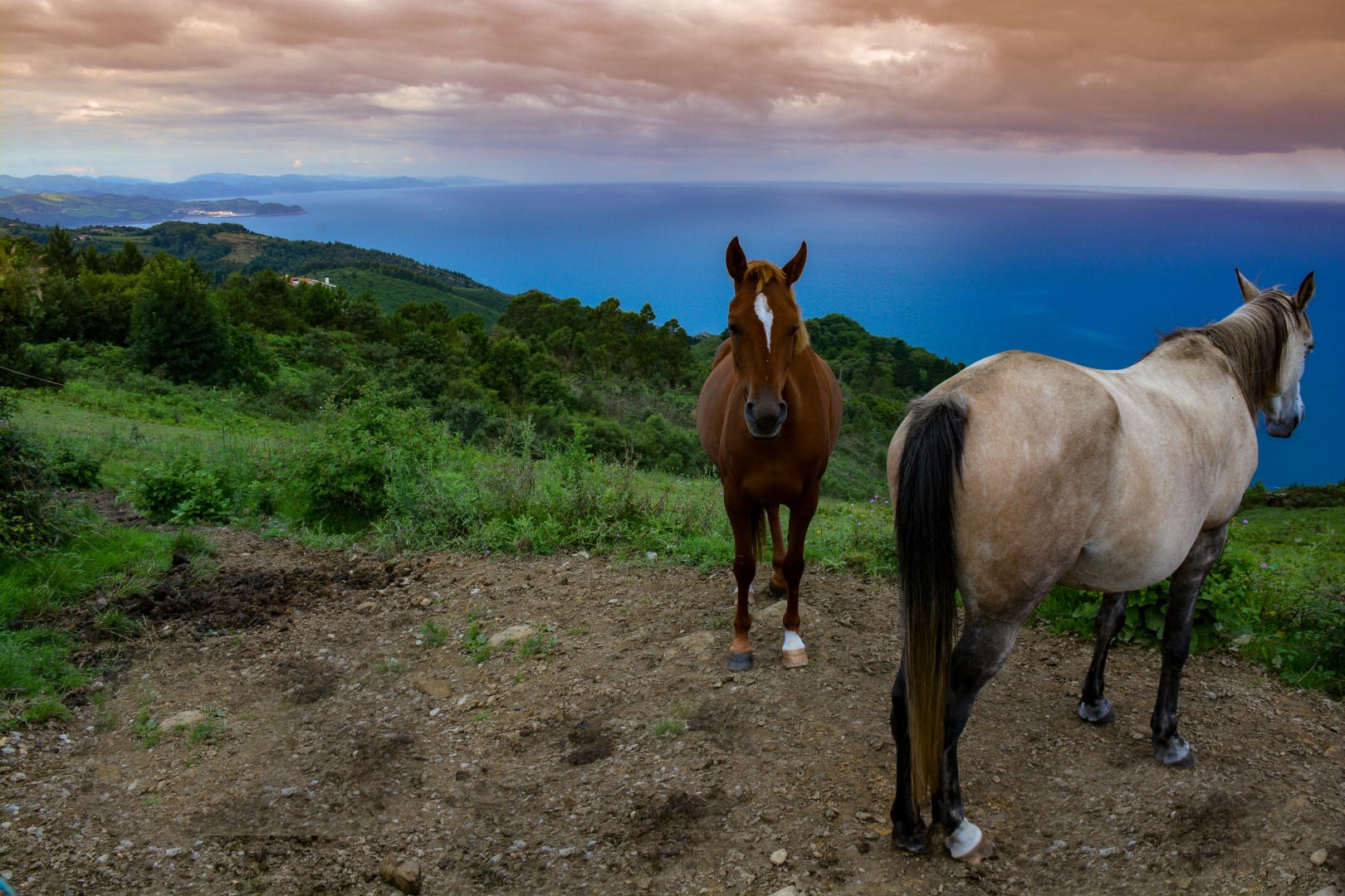 Potter Paulus Cavalli in un Prato di Paolo Scabbia