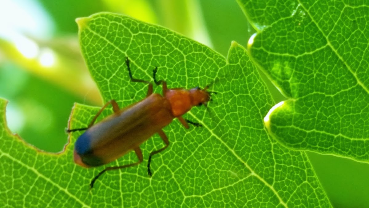 Common red soldier beetle