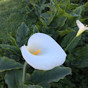 Calla Lily