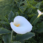 Calla Lily