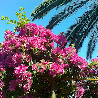 Fiori rosa sotto il cielo azzurro di 