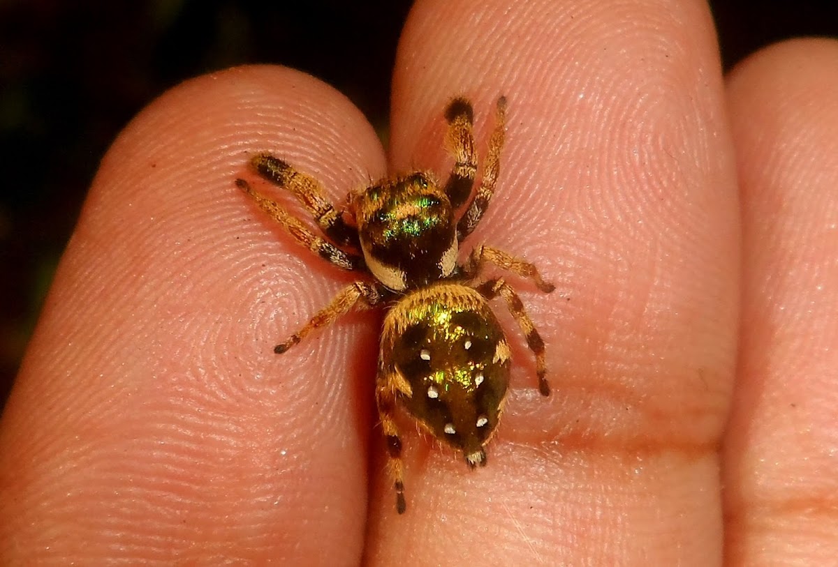 Jumping spider