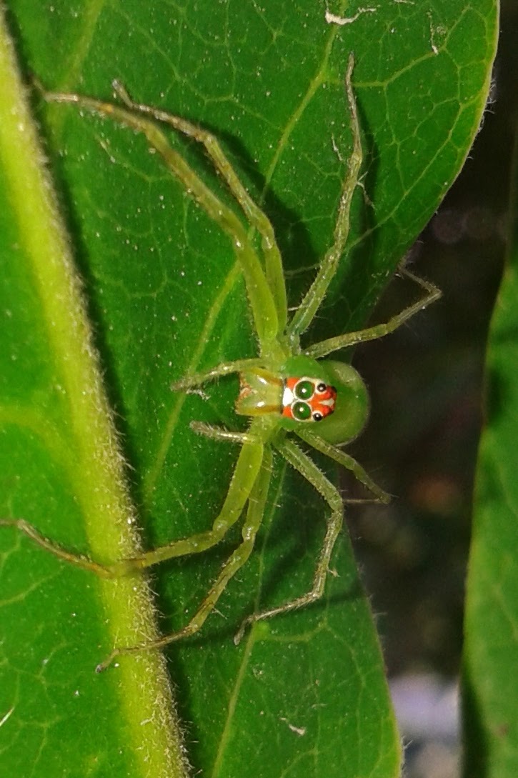 Magnolia Green Jumper