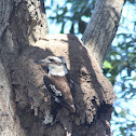 Arboreal Termites