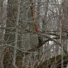 northern cardinal