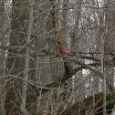 northern cardinal