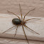 Recluse Spider