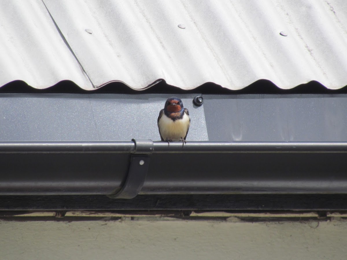 Barn swallow