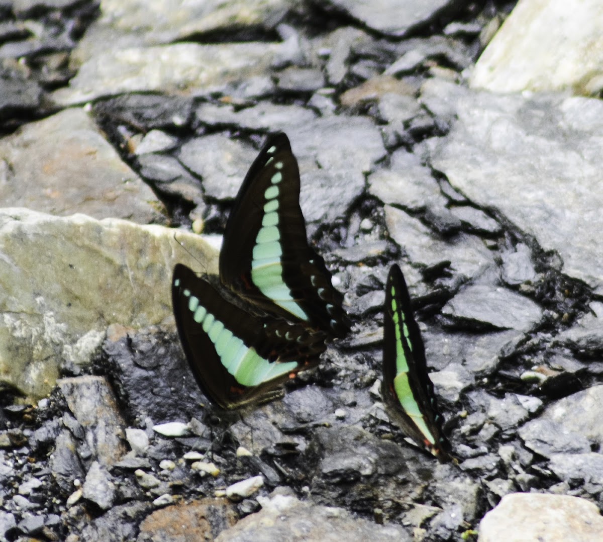 Common Bluetail Butterfly