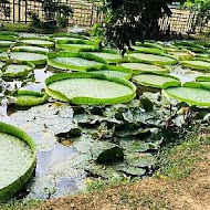 蓮荷園休閒農場 蓮子冰.蓮子餐