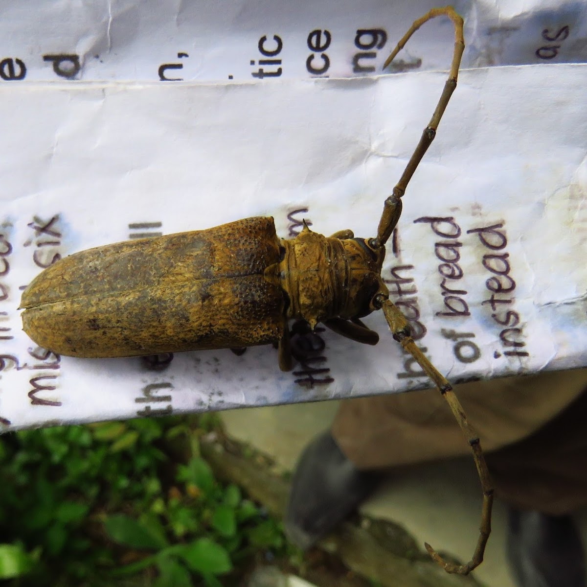 Long-horned beetle