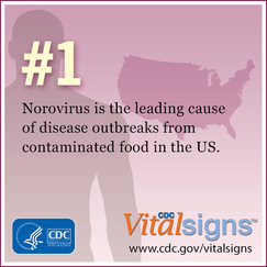 Norovirus is leading cause of disease outbreaks from contaminated food in the U.S.