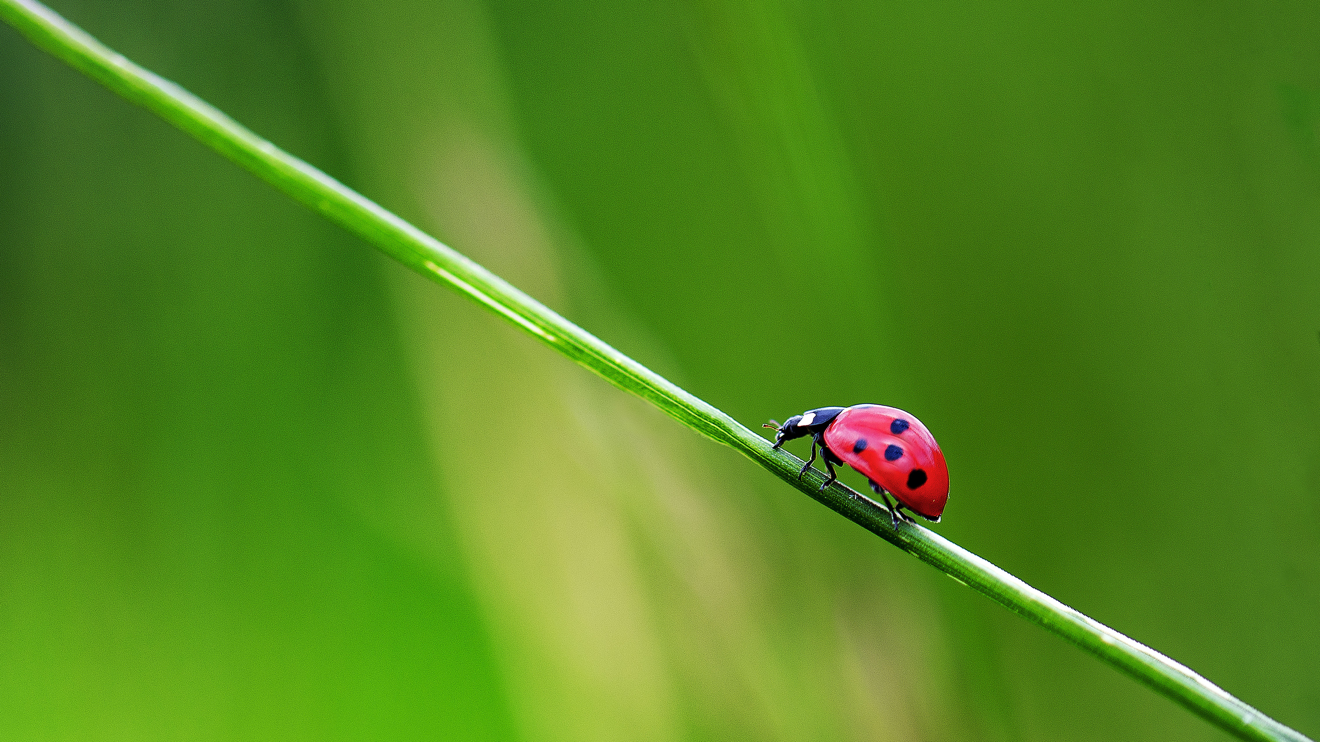 Coccinella solitaria di ivan_castagna