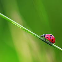 Coccinella solitaria di 