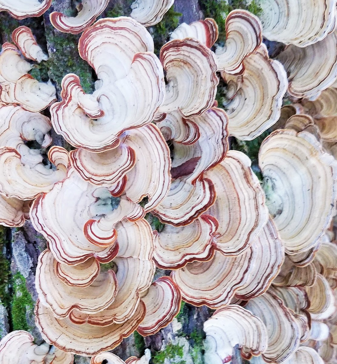 False turkey-tail fungus