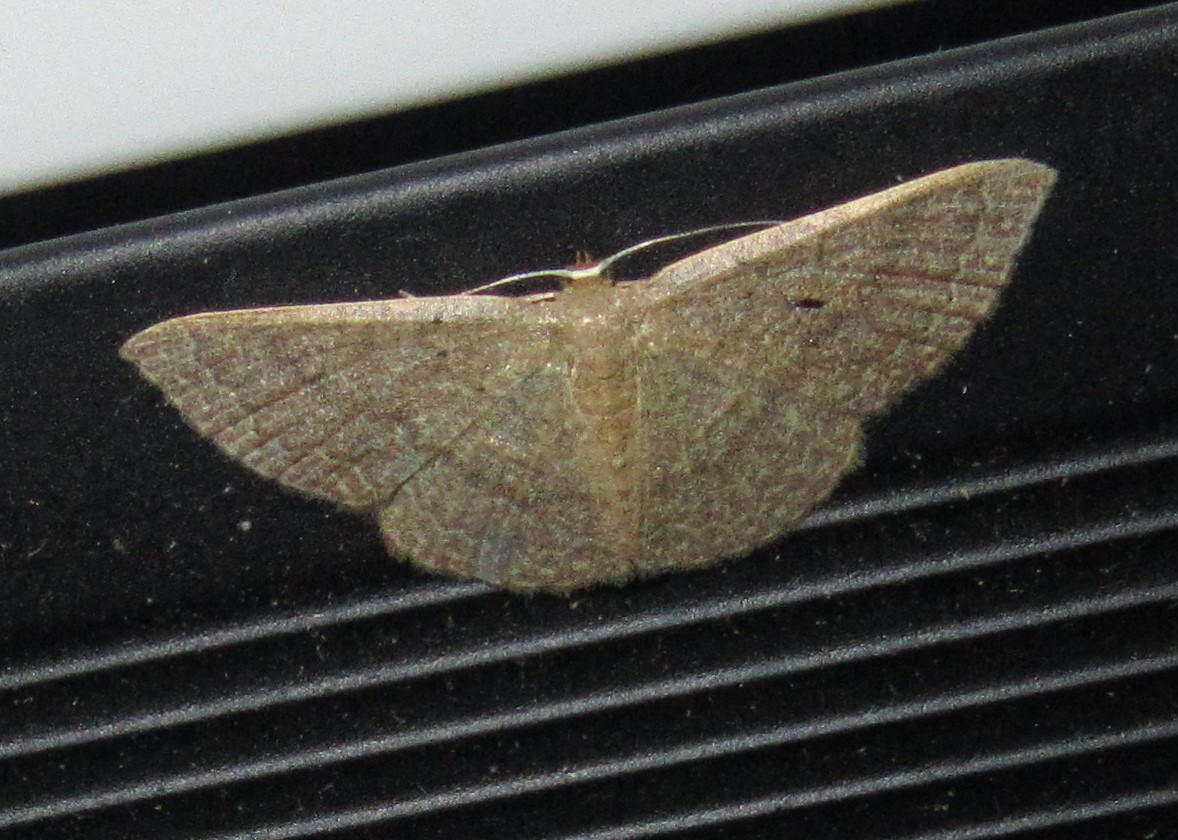 Common Tan Wave Moth