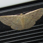 Common Tan Wave Moth