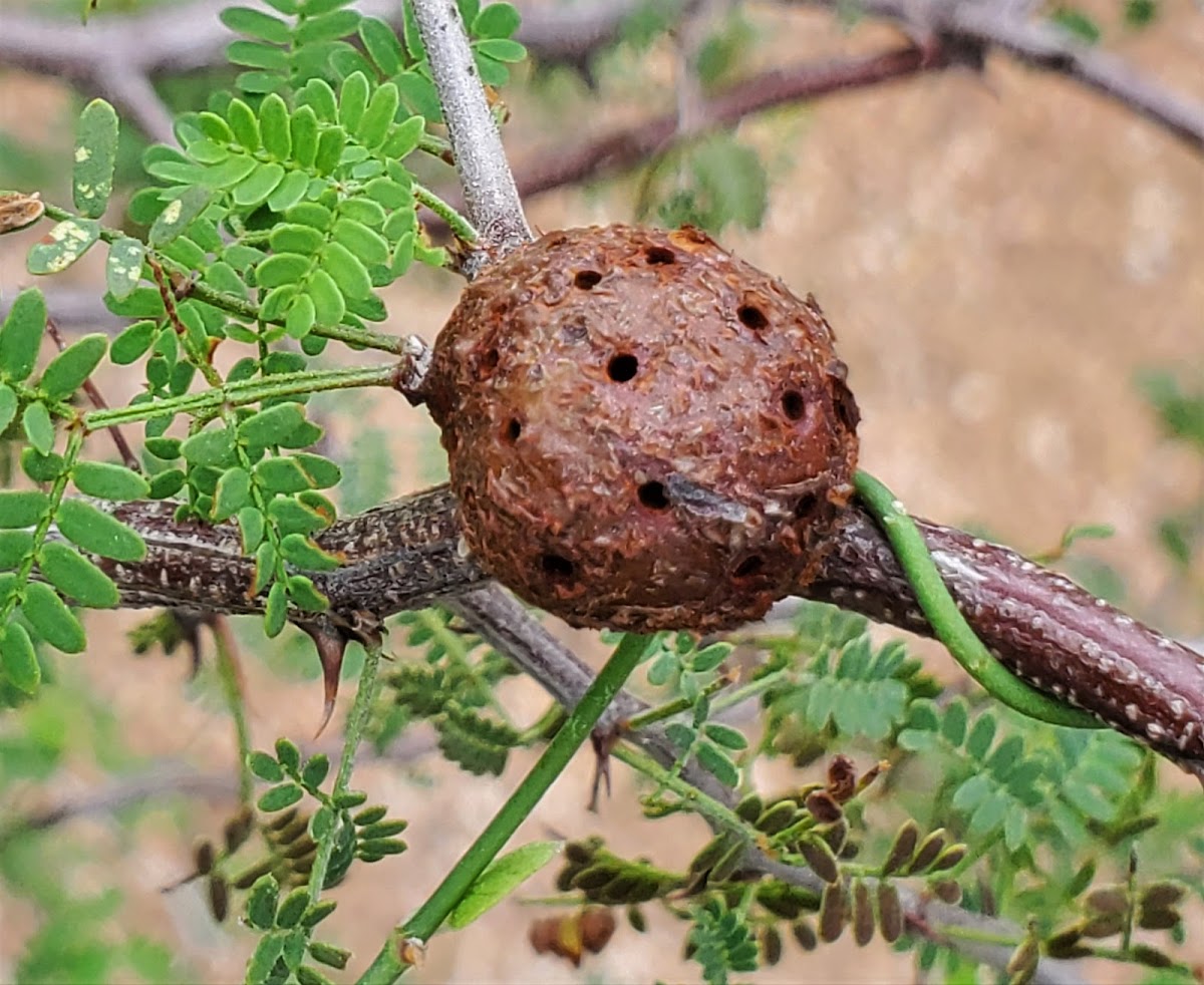 Plant gall