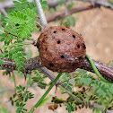 Plant gall