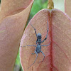 Ant-mimicking Sac Spider