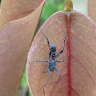 Ant-mimicking Sac Spider