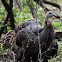 Wild Turkey