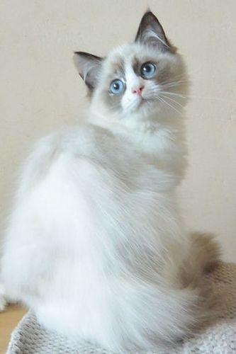 Ragdoll