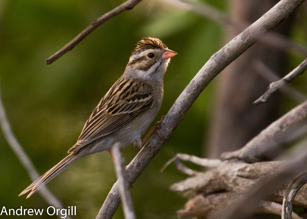 Clay-colored Sparrow