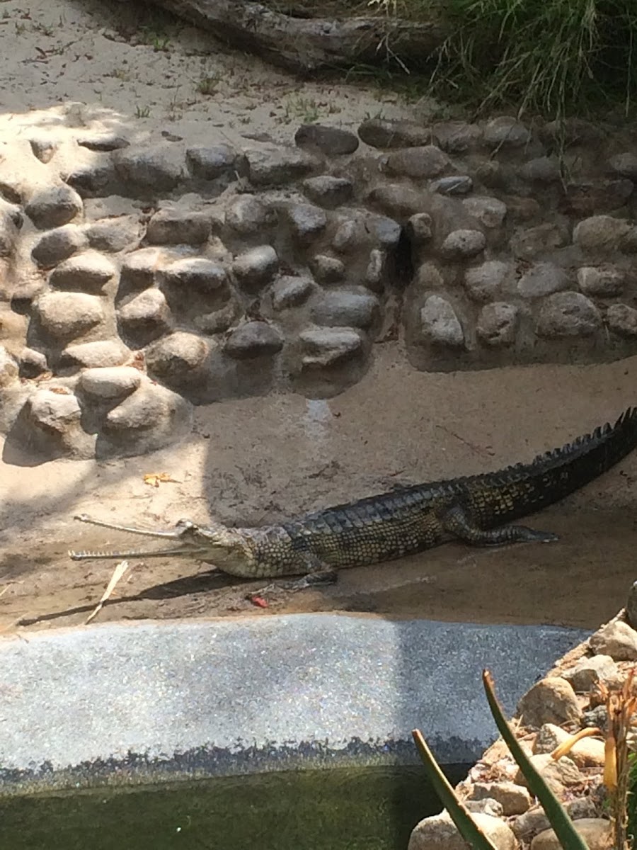 Gharial