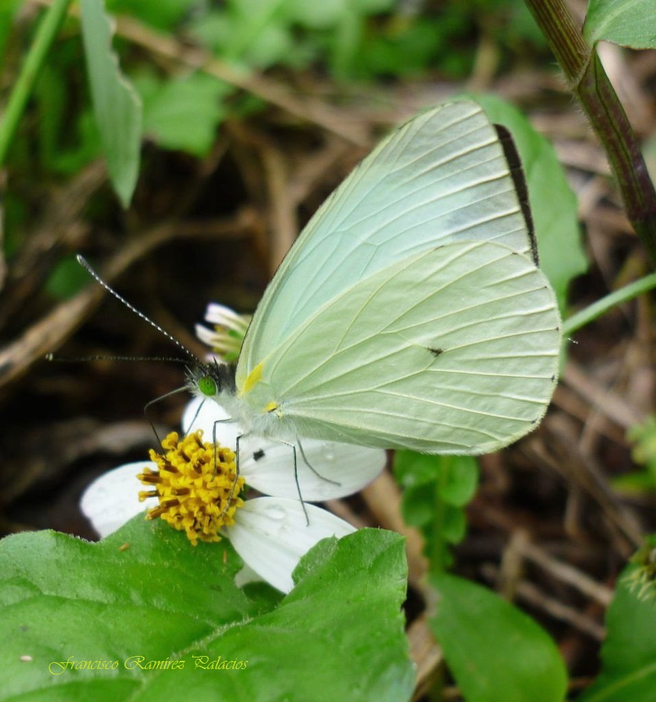 Mountain White