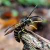 Eastern Yellowjacket