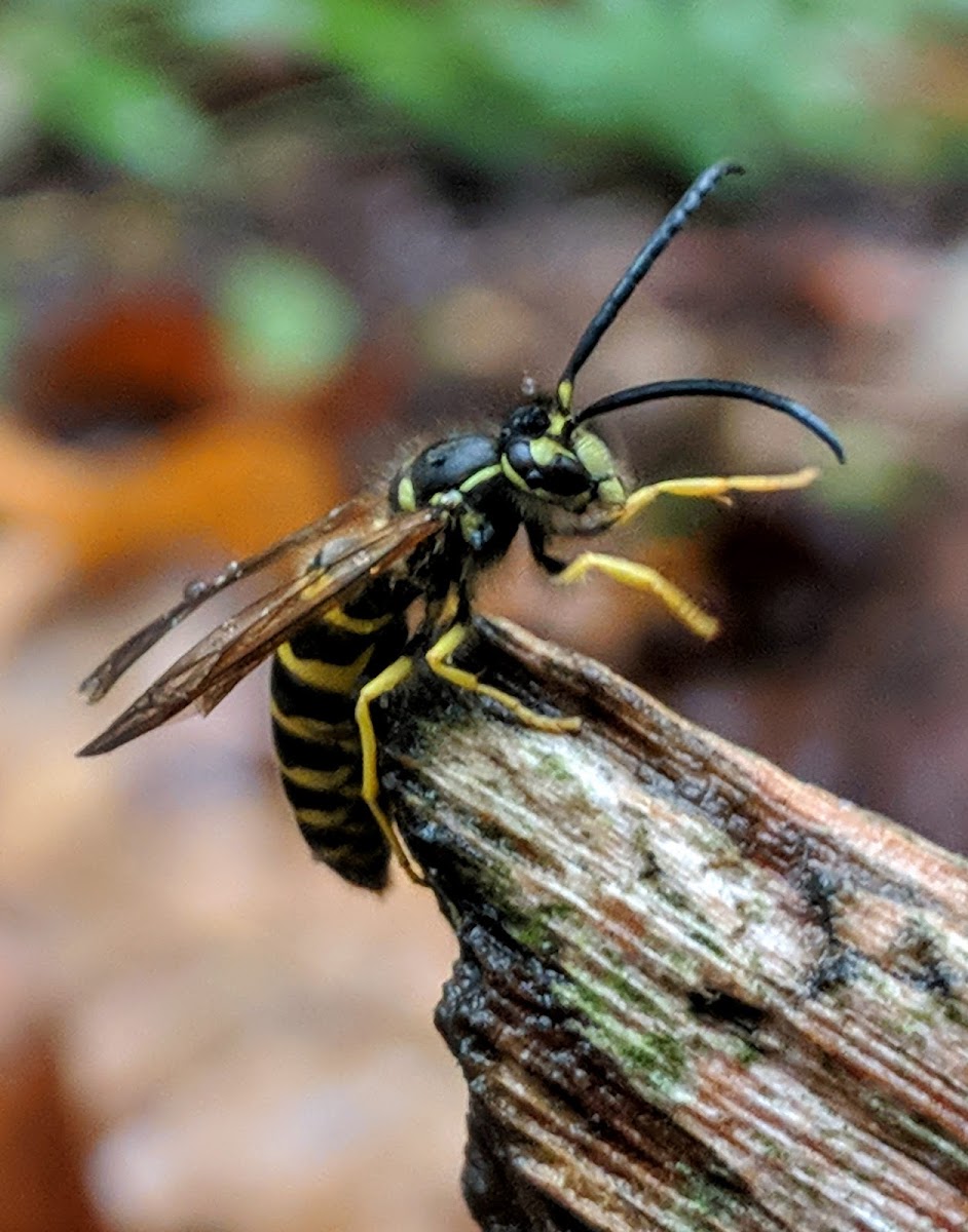 Eastern Yellowjacket