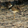 Killdeer