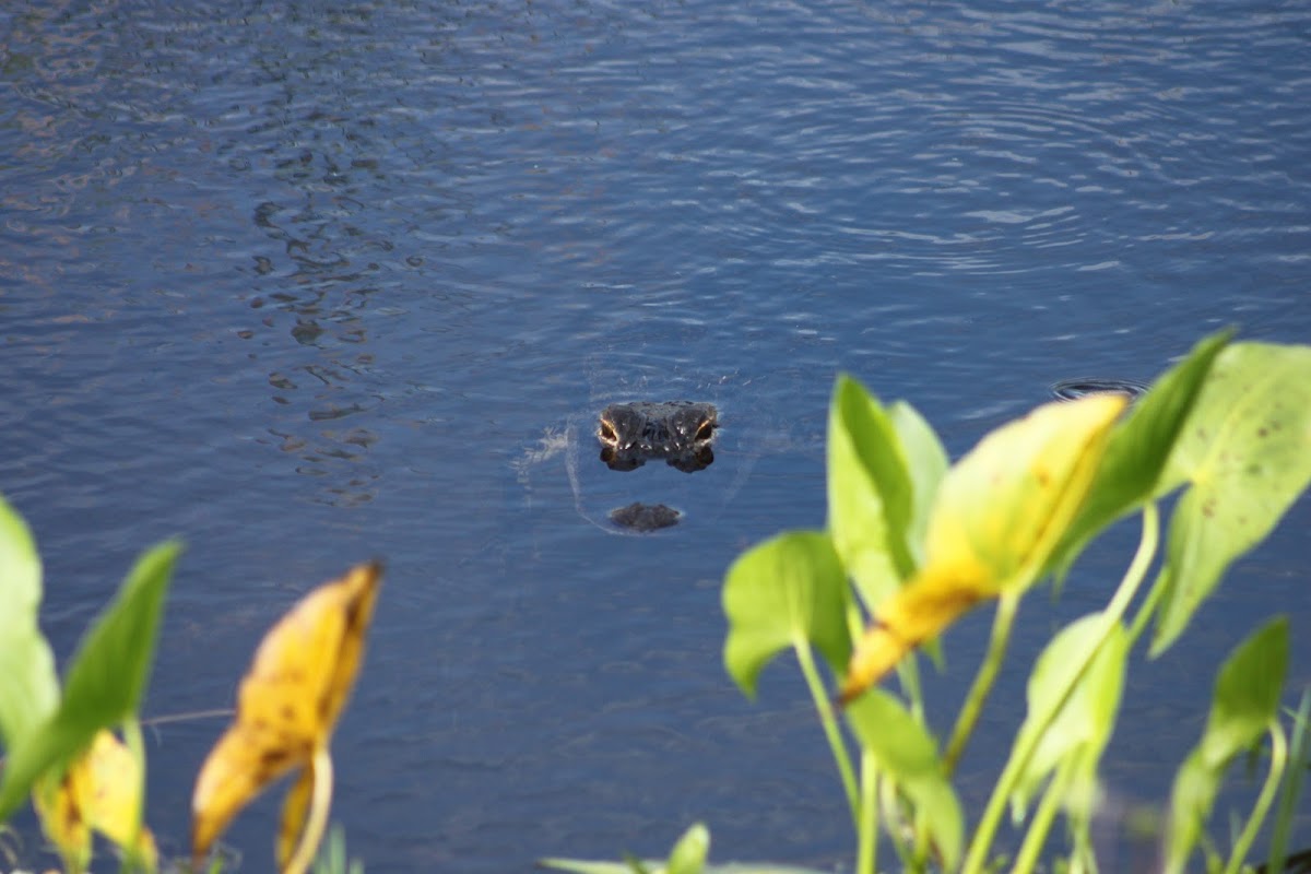 American Alligator